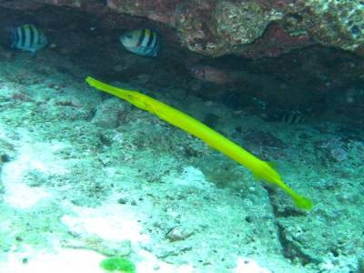 Poisson trompette