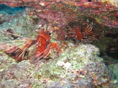 Lion Fish