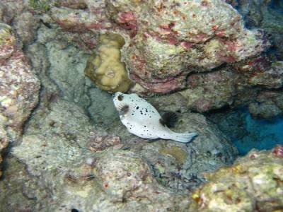 Poisson coffre