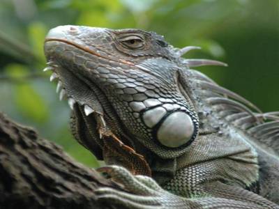 Zoo de Singapour