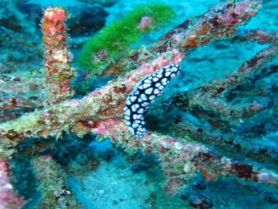 Nudibranche