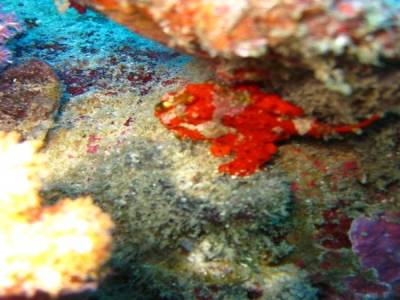 Frog fish