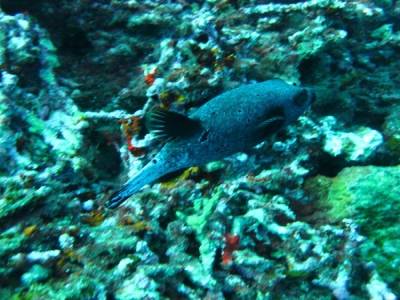 Poisson coffre