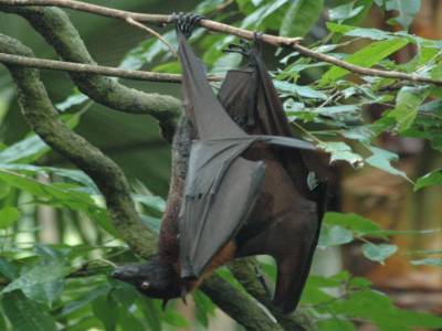 Zoo de Singapour