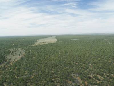 forêt de résineux qui s'étend à perte de vue