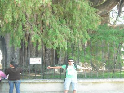 El  arbol de Tule, 52 m de circonference, vieux de 2000 ans