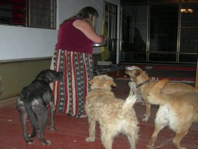 Pat, la soeur de Darcyl, et ses chiens