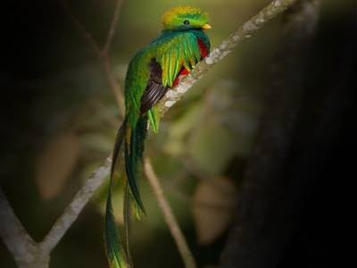 El Quetzal!!!! 