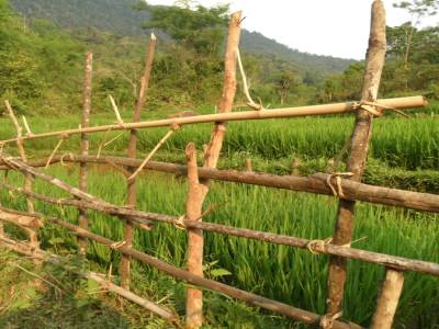 Mai chau