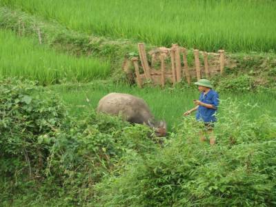 Mai chau
