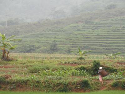 Mai chau