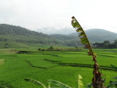 Mai chau