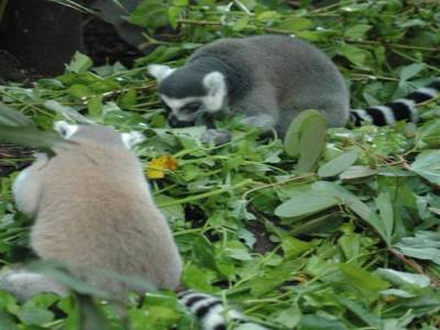 Zoo de Singapour