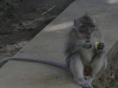 Petit singe dans grand temple Uluwatu