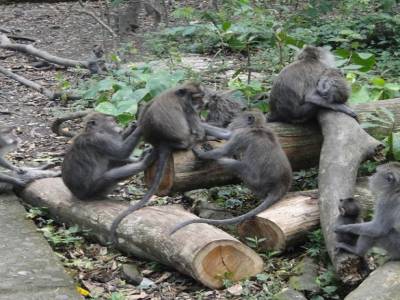 Petits singes