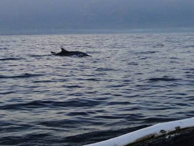 Notre premier dauphin en milieu naturel