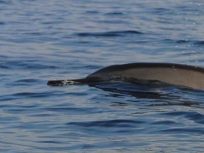 Dauphins