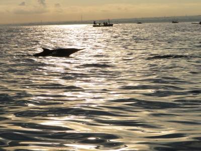 dauphins et soleil levant