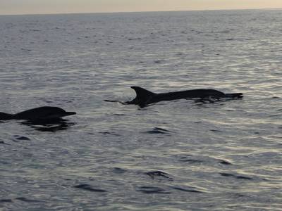 maman et bebe dauphins