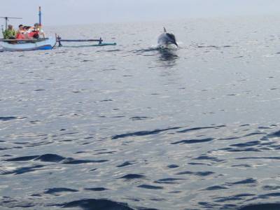 dauphin qui joue avec les bateaux