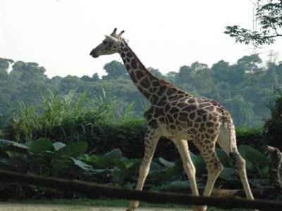 Zoo de Singapour