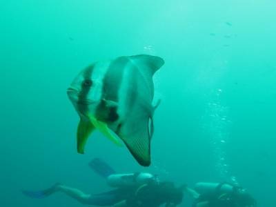 Nous et un poisson géant (Bat Fish) !!!