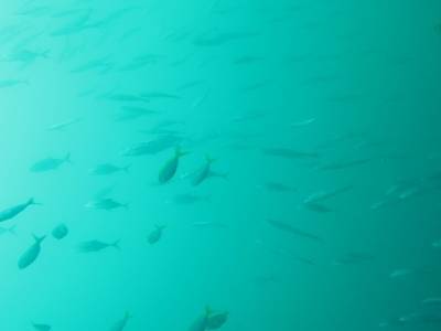 Banc de carangues avec fond de barracudas et jack fish