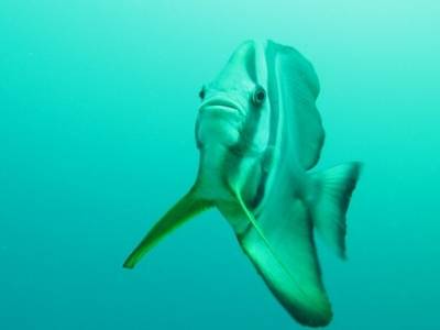Bat Fish