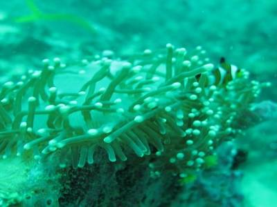 Poisson clown dans son anémone