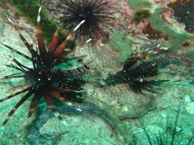 Poisson scorpion
