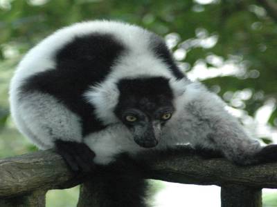 Zoo de Singapour