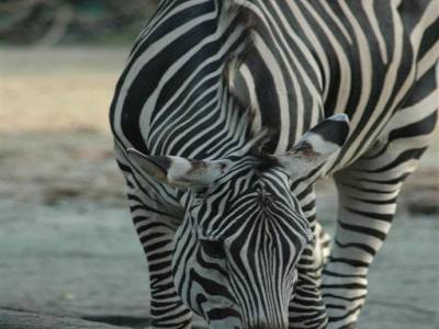 Zoo de Singapour