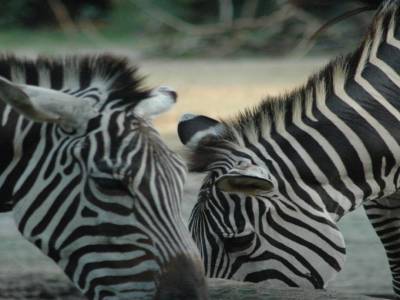 Zoo de Singapour