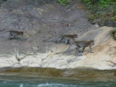 Macaques en face de l'hotel