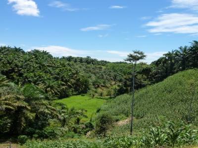 Palmeraie