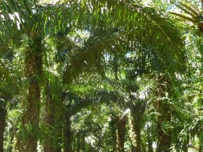 Palmeraie