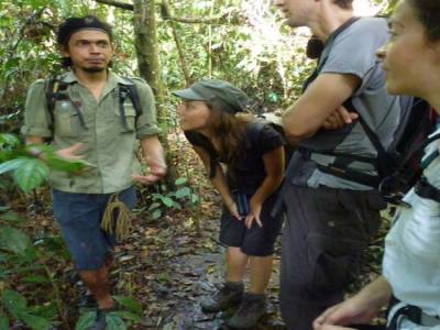 Omano explique la vie des Orang Outang