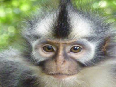 Thomas Lip Monkey