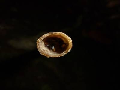 Tube de résine fabriqué par des insectes (volants)