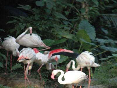 Zoo de Singapour