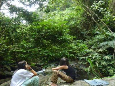 Un ourang outang passe