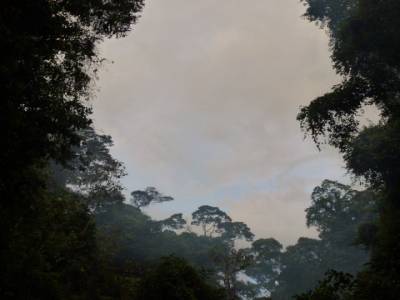 Jungle