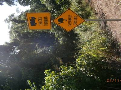 Daintree