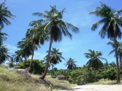 Ko Tao, randonnée entre les cocotiers