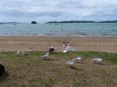 Bay of Island