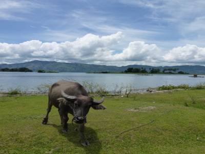 Lac toba