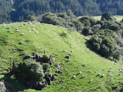 Waitomo caves
