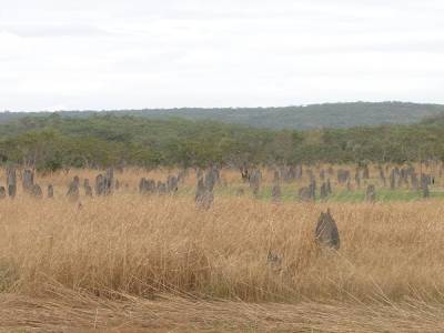 Les termitières magnétiques de Lichtfield National Park