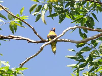 Perroquet dans le ciel de Batchelor
