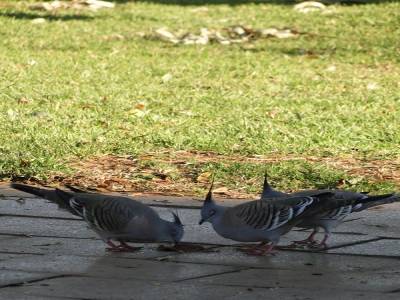 Les pigeons à crête